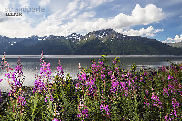 Ein farbenfrohes Fleckchen Feuerkraut (Chamerion angustifolium) steht zwischen dem Seward Highway und den Gewässern des Turnagain Arm  im Hintergrund die Kenai Mountains  Süd-Zentral-Alaska; Alaska  Vereinigte Staaten von Amerika'.