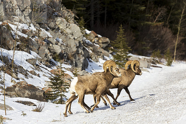 Männliches Dickhornschaf (Ovis canadensis) auf einem schneebedeckten Hügel mit einer Felswand im Hintergrund; Alberta  Kanada