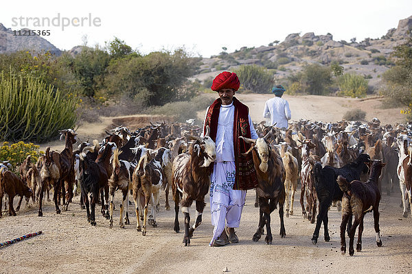 Nomadischer Rabari-Hirte mit gewundenem Turban und traditioneller Kleidung mit einer Ziegenherde