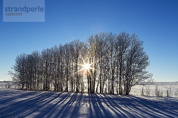 Silhouette einer Reihe von Bäumen in einem schneebedeckten Feld mit Sonnenaufgang und blauem Himmel; Alberta  Kanada'.