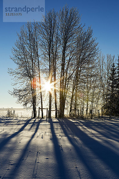Silhouette einer Reihe von Bäumen in einem schneebedeckten Feld mit Sonnenaufgang und blauem Himmel; Alberta  Kanada'.