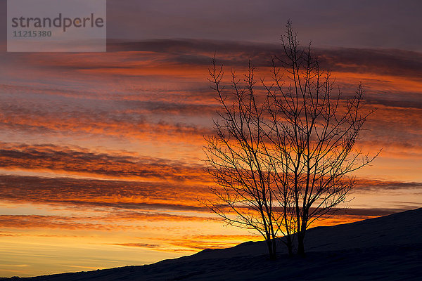 Silhouette eines Baumes auf einem schneebedeckten Hügel mit bunten dramatischen Wolken bei Sonnenuntergang; Calgary  Alberta  Kanada'.