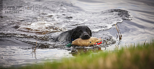 Schwarzer Hund  der ein Spielzeug im Maul hält und in einem Teich zum Ufer schwimmt; Saskatchewan  Kanada'.