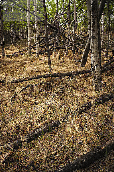 Umgefallene tote Bäume in einem Wald mit vertrocknetem braunem Gras und gesunden Bäumen in der Ferne; Saskatchewan  Kanada'.