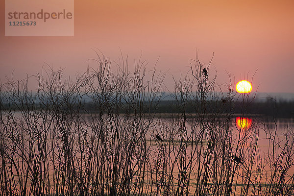 Sonne  die bei Sonnenuntergang in einem rosafarbenen Himmel glüht  und Spiegelungen auf einem ruhigen See mit Silhouetten kleiner Vögel in einem Baum; Saskatchewan  Kanada'.