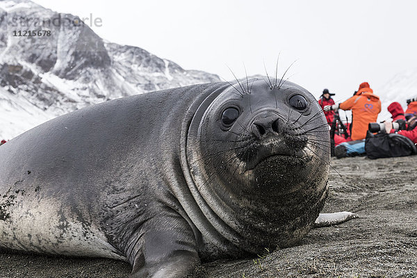 Seeelefantenbaby mit Touristen im Hintergrund; '