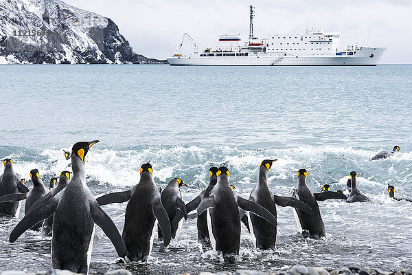 Königspinguine (Aptenodytes patagonicus) beim Sprung ins Wasser mit einem Kreuzfahrtschiff im Hintergrund; Südgeorgien  Südgeorgien und die Südlichen Sandwichinseln  Vereinigtes Königreich'.