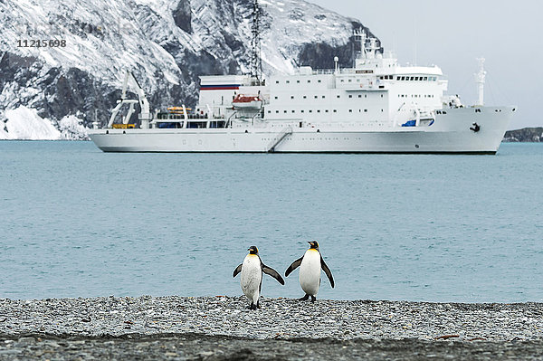 Königspinguine (Aptenodytes patagonicus) am Strand mit einem Kreuzfahrtschiff im Wasser vor der Küste  Fortuna Bay; Südgeorgien  Südgeorgien und die Südlichen Sandwichinseln  Vereinigtes Königreich'.