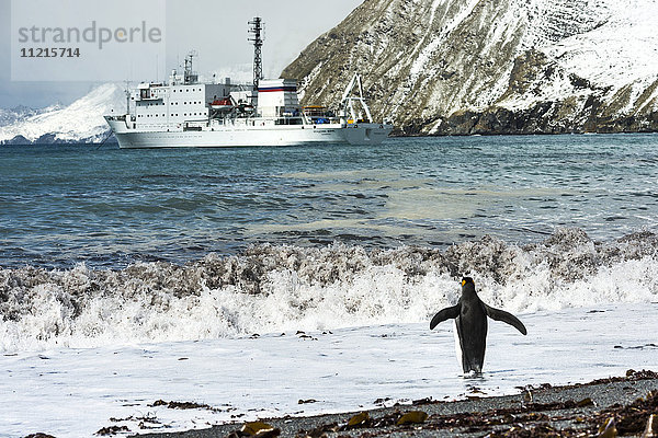 Pinguin am Rande des Wassers beim Spielen in der Brandung mit einem Kreuzfahrtschiff entlang der Küste; Antarktis'.