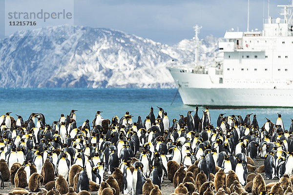 Kolonie von Königspinguinen (Aptenodytes patagonicus) am Ufer mit einem Kreuzfahrtschiff im Wasser; Antarktis'.