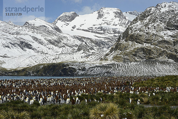 Kolonie von Königspinguinen (Aptenodytes patagonicus) an der Küste mit schroffen  schneebedeckten Bergen entlang der Küste; Antarktis'.