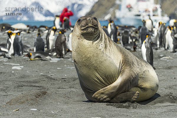 Nahaufnahme einer Robbe am Ufer mit einer Kolonie von Königspinguinen (Aptenodytes patagonicus) im Hintergrund; Antarktis'.