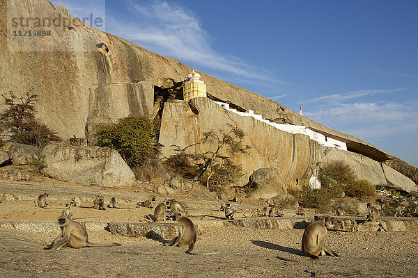 Affen und ländlicher Tempel in der Wüstenlandschaft Jawai Bandh  Aravali Hills