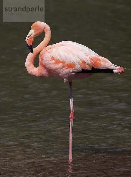 Nahaufnahme eines auf einem Bein stehenden rosa Flamingos in einem See