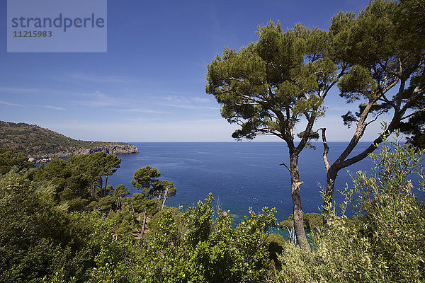 Meerblick mit Kiefern von der Küstenstraße zwischen Soller und Pollenca  Mallorca  Spanien