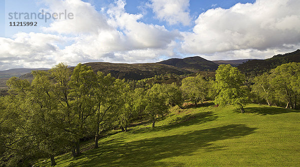 Grüner Rasen und Bäume vor einer schottischen Hochlandlandschaft