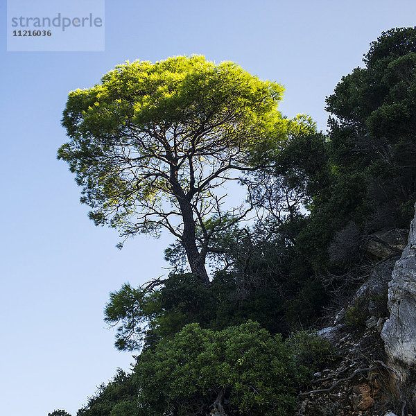 Ein Baum mit leuchtenden  sattgrünen Blättern auf einer felsigen Klippe vor blauem Himmel; Limnonari  Skopelos  Griechenland'.