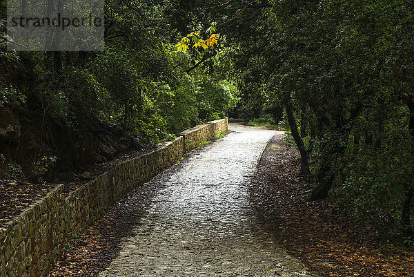 Ein kopfsteingepflasterter Weg mit einer kurzen Steinmauer und üppigen Bäumen; Skiathos  Griechenland'.