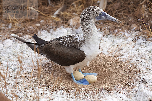 Blaufußtölpel im Nest mit Eiern  Galapagos