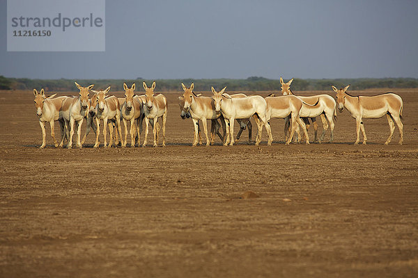 Herde von Khur  indischen Wildeseln in der Wüstenlandschaft eines indischen Wildtierschutzgebietes