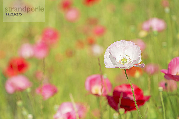 Mohnblumen auf einer Wiese; Burnaby  British Columbia  Kanada'.