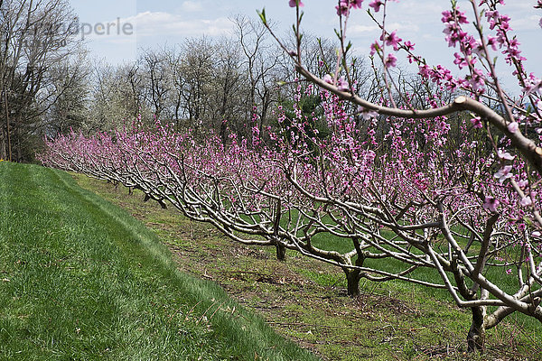 Pfirsichgarten in Blüte; Lancaster  Pennsylvania  Vereinigte Staaten von Amerika'.