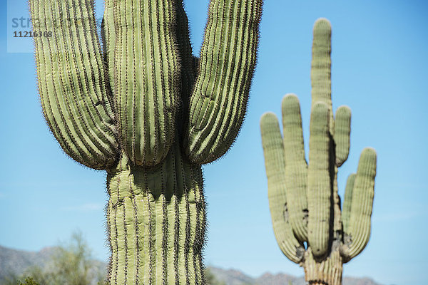 Nahaufnahme von Nadeln eines Saguaro-Kaktus (Carnegiea gigantea); Waddell  Arizona  Vereinigte Staaten von Amerika'.