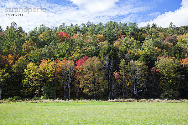 Bunte Bäume im Herbst; Woodstock  Vermont  Vereinigte Staaten von Amerika'.