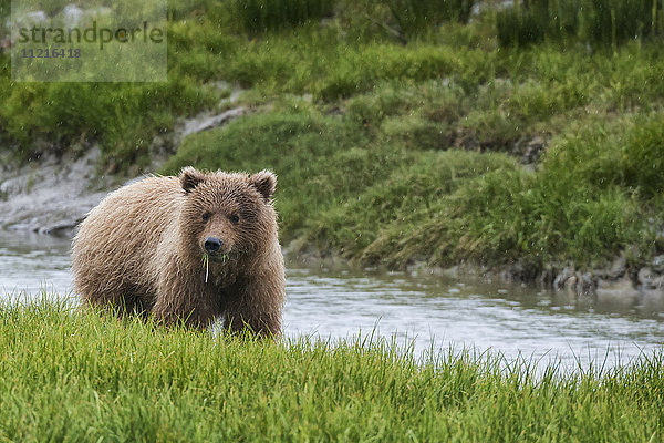 Braunbär (ursus arctos) beim Fressen von Gras am Ufer des Sees  Lake Clark National Park; Alaska  Vereinigte Staaten von Amerika'.