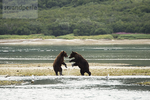 Braunbären (ursus arctos) auf den Hinterbeinen stehend im Wasser beim Fischen  Geographische Bucht; Alaska  Vereinigte Staaten von Amerika'.