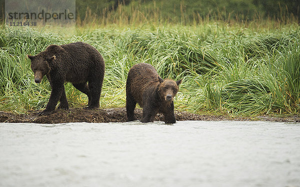 Braunbären (ursus arctos) beim Fischen in der Geographical Bay; Alaska  Vereinigte Staaten von Amerika'.