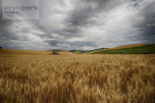 Goldene Weizenfelder auf sanften Hügeln; Palouse  Washington  Vereinigte Staaten von Amerika'.