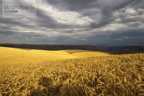 Goldene Weizenfelder auf sanften Hügeln mit Sturmwolken in der Ferne; Palouse  Washington  Vereinigte Staaten von Amerika'.