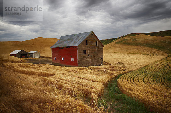 Goldene Weizenfelder auf sanften Hügeln mit einer Holzscheune und anderen landwirtschaftlichen Gebäuden; Palouse  Washington  Vereinigte Staaten von Amerika'.