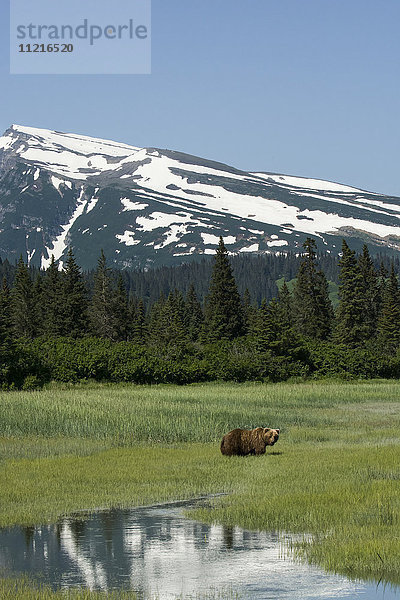 Alaskanischer Küstenbär (ursus arctos)  Lake Clark National Park; Alaska  Vereinigte Staaten von Amerika'.