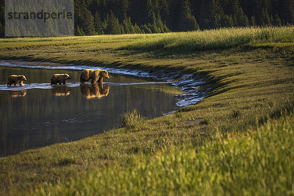 Alaskanischer Küstenbär (ursus arctos): Sau und Junge waten im flachen Wasser  Lake Clark National Park; Alaska  Vereinigte Staaten von Amerika'.