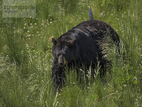 Amerikanischer Schwarzbär (Ursus americanus)  gerettet und in einem Wildschutzgebiet zwischen Seward und Anchorage; Alaska  Vereinigte Staaten von Amerika'.