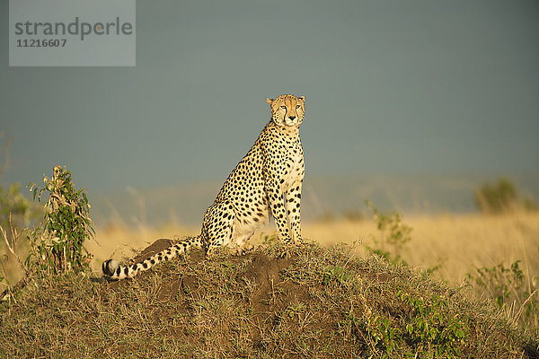 Gepard (Acinonyx jubatus)  Masai Mara National Reserve; Kenia'.