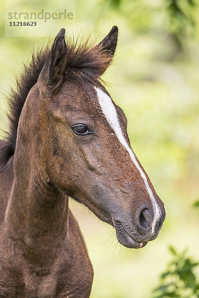 Nahaufnahme eines braunen Pferdes; Galapagos-Inseln  Ecuador'.