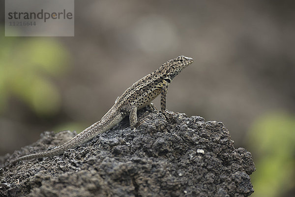 Leguan auf einem Felsen; Galapagos-Inseln  Ecuador'.