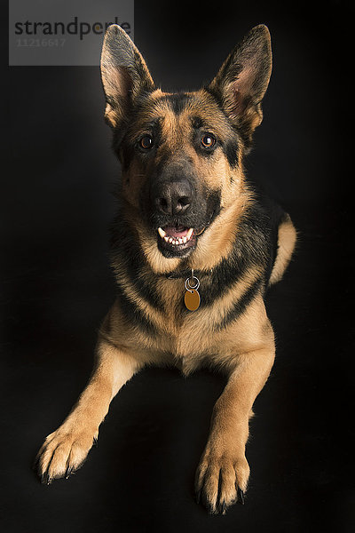 Porträt eines deutschen Schäferhundes auf schwarzem Hintergrund; Spruce Grove  Alberta  Kanada'.