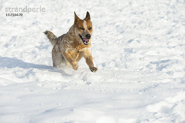 Roter Schäferhund läuft im Schnee; Montana  Vereinigte Staaten von Amerika'.