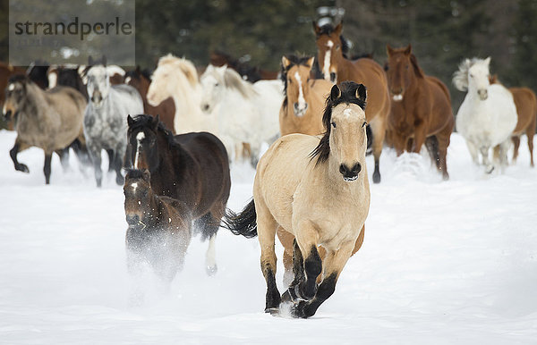 Pferde auf einer Ranch im Winter; Montana  Vereinigte Staaten von Amerika'.