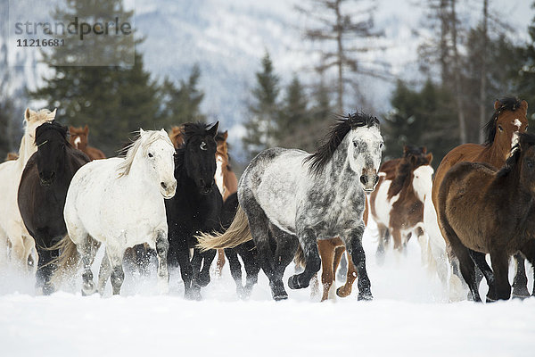 Pferde laufen im Schnee auf einer Ranch im Winter; Montana  Vereinigte Staaten von Amerika'.