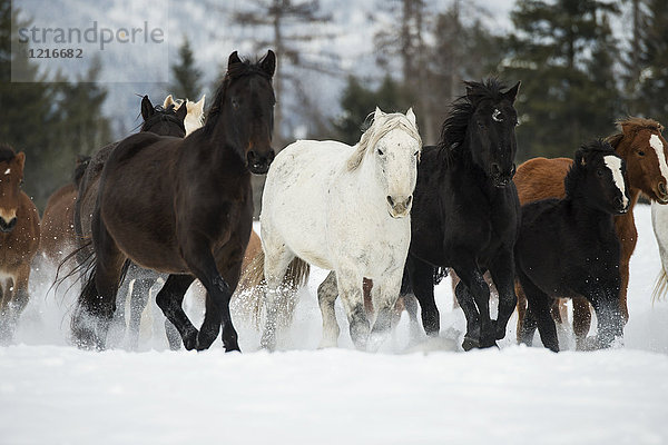 Pferde laufen im Schnee auf einer Ranch im Winter; Montana  Vereinigte Staaten von Amerika'.