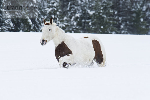 Ein weißes und ein braunes Pferd gehen im tiefen Schnee auf einer Ranch im Winter; Montana  Vereinigte Staaten von Amerika'.