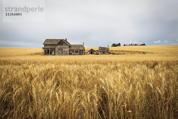 Ein altes hölzernes Gehöft in einem Weizenfeld; Palouse  Washington  Vereinigte Staaten von Amerika'.