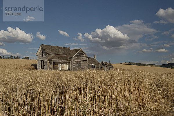 Ein altes hölzernes Gehöft in einem Weizenfeld; Palouse  Washington  Vereinigte Staaten von Amerika'.