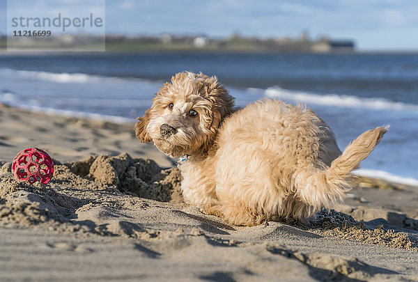 Ein Hund spielt im Sand am Strand; South Shields  Tyne and Wear  England'.