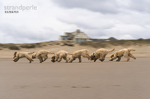 Ein Kompositum eines Kakadus  der am Strand spielt  mit 6 Bildern in einer Reihe; South Shields  Tyne and Wear  England'.